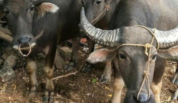 Kẻ gian táo tợn trộm 5 con trâu khi chủ nhà đang xem Nga-Croatia đá luân lưu
