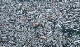 Cá chết nổi thành mảng trắng ở Hồ Tây do 'thay đổi thời tiết'