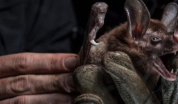 Truyền thuyết về loài dơi “ma cà rồng” ăn thịt sống của người Maya có ít nhất 2 điều này là thật