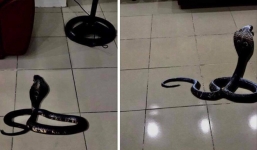 Rắn hổ mang bất ngờ xuất hiện giữa nhà giám đốc Bệnh viện Thể thao