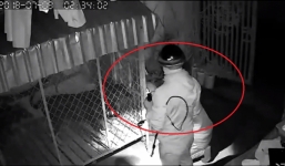 Clip 'cẩu tặc' liều lĩnh phá cửa, siết thòng lọng bắt hai chú chó mang đi