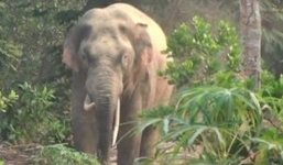 Đồng Nai: Voi rừng kéo đàn về phá rẫy, người dân hiếu kỳ lấy máy quay phim
