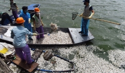 Cá chết trắng ở hồ Tây: Chủ tịch TP chỉ đạo sớm hoàn thành việc xử lý, không ảnh hưởng đến môi trường