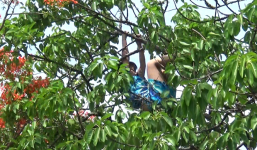 Nghi ngáo đá, cô gái leo lên cây nhảy nhót ở khu vực Hòn Chồng