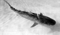 Úc: Cá mập ở thủy cung nôn ra cánh tay người hé lộ vụ án mạng nổi tiếng hơn 8 thập kỷ cảnh sát phải bó tay