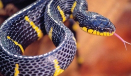 Không phải nọc độc, đây mới là vũ khí 'át chủ bài' khủng khiếp của loài rắn