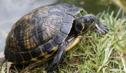 Chàng trai bỏ tất cả số tiền mình có ra mua 5 con rùa, ngay đêm đó điều bất ngờ đã xảy ra