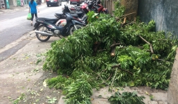 Kẻ gian cắt trộm cây sưa ngay gần trụ sở công an phường