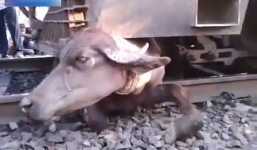 Tàu khách đâm phải trâu thả rông khiến 1 toa trật bánh, đường sắt tê liệt nhiều giờ