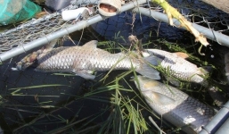Hơn 150 tấn cá chết trắng sông Bồ – Huế, ngư dân lao đao không biết kêu ai
