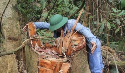 Truy nã 2 nghi can cầm đầu tổ chức tàn phá rừng Quảng Nam