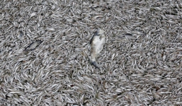 24h qua ảnh: Cá chết trắng phủ kín mặt hồ ở Hà Nội