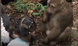 Trung Quốc: Cùng mẹ cho khỉ ăn ở vườn thú, bé gái bất ngờ bị con vật đấm vào mặt