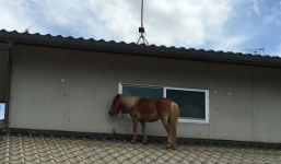 Chú ngựa đi lạc lên... mái nhà sau trận lũ quét ở Nhật Bản