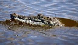 Con trai bị cá sấu lôi xuống sông, người mẹ dũng cảm làm một việc cứu sống được cậu bé