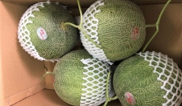 Dưa lưới lõi xanh 2,5 triệu đồng/quả vẫn “cháy” hàng