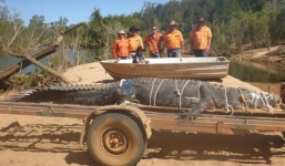 Australia: Sau 8 năm ròng rã truy lùng, bắt được cá sấu khổng lồ 600kg