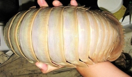 Bọ biển giá bạc triệu có gì độc lạ khiến nhà giàu Việt lùng mua?