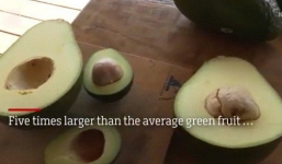 Choáng quả bơ “khủng” 1,8kg to gấp 5 lần quả thường giá gần 200 nghìn đồng/quả