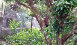 Khỉ ở Thái Nguyên sổng chuồng liên tục tấn công người dân