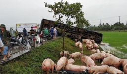 Xe tải tông ô tô đông lạnh, hàng trăm con lợn chạy toán loạn ở Vinh