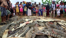 Xôn xao dân làng tàn sát gần 300 con cá sấu để báo thù 1 mạng người