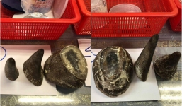 Bắt giữ đối tượng vận chuyển trái phép 12 sừng tê giác quý hiếm