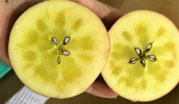 Tiết lộ về loại táo mật bạc triệu đang được 'săn đón', luôn trong tình trạng hết hàng