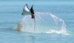 Cảnh tượng hiếm gặp: Đàn cá đuối nặng hàng tấn bay như chim trên mặt biển