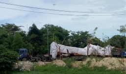 Quảng Ngãi: Tạm giữ xe tải chở cây 'siêu khủng' ra Bắc sau hai ngày truy tìm