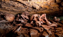 Phát hiện xưởng ướp xác niên đại 2.500 tuổi ở Ai Cập