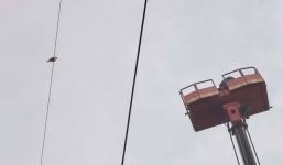 Giải cứu chim Cắt lưng xám quý hiếm mắc kẹt trên dây điện ở Sài Gòn