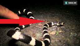 Vừa tìm thấy loài rắn độc mới nhất trên Trái Đất, nhà khoa học đã đưa ra tuyên bố kỳ lạ