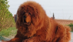 Hà Nội: Bé gái 8 tháng tuổi bị chó ngao Tây Tạng 40kg cắn tử vong ngay tại nhà