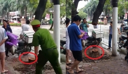 Cây sưa đỏ hơn 20 năm tuổi ở Phan Kế Bính – Hà Nội bị đốn hạ trong đêm mưa