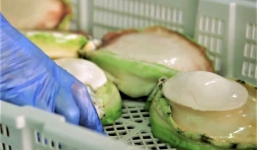 Bào ngư viền xanh 7 triệu đồng/kg, đắt bỏng tay nhà giàu vẫn chi tiền mua tẩm bổ