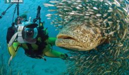 Cá mú khổng lồ nặng hơn 200 cân xơi gọn cá mập chỉ sau 1 phát cắn