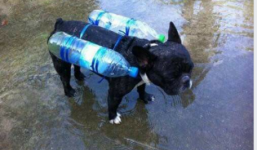 Hình ảnh chú chó với chiếc phao tự chế và câu chuyện phía sau về mưa lũ miền Trung khiến nhiều người nhói lòng