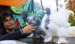 Dân chơi lùng mua gà cổ rắn gần chục triệu đồng rồi đeo trang sức “sang chảnh” như quý tộc