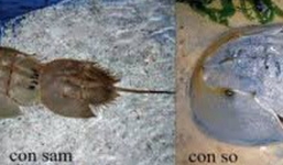 Ngộ độc chết người chỉ vì nhầm lẫn so biển với sam biển: Cách phân biệt chuẩn xác theo hướng dẫn của chuyên gia