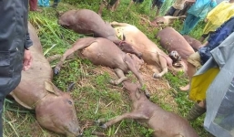 Hòa Bình: Sạt lở núi vùi lấp lán trại khiến 1 người tử vong, 11 con bò bị vùi lấp