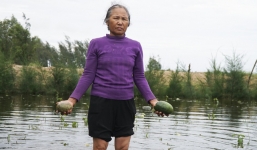 Nước nhấn chìm hoa màu ở Thanh Hóa, dân xót xa vứt hàng tấn dưa hấu cho bò ăn