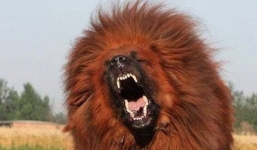 Là một trong những giống chó trung thành bậc nhất, tại sao ngao Tây Tạng vẫn cắn chủ?