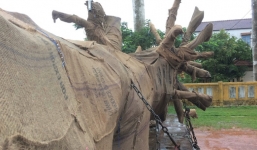 Xe đầu kéo chở cây 'siêu khủng' bị tạm giữ tại Quảng Trị vì vượt chiều cao quy định