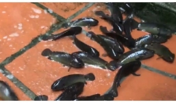 Chủ nhà ngạc nhiên khi thấy đàn cá rô béo múp xuất hiện trên sân sau trận mưa lớn