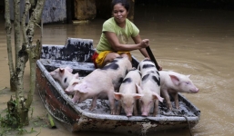 7 ngày qua ảnh: Người dân Philippines dùng thuyền sơ tán lợn khỏi vùng lũ lụt