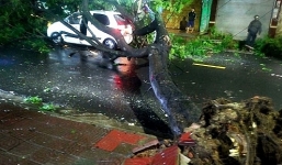 Cây xanh ở Pleiku bật gốc đè trúng ô tô trên đường, tài xế thoát chết trong gang tấc