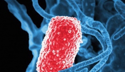 Vi khuẩn vô hại trong ruột biến thành dạng ăn thịt người, giết chết 5 bệnh nhân Trung Quốc từ đầu năm tới nay