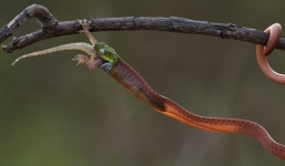 24h qua ảnh: Cận cảnh rắn nuốt chửng tắc kè trong rừng ở Việt Nam