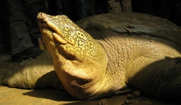 Bộ NN&PTNT phản hồi về đề xuất hợp tác nhân giống rùa Hoàn Kiếm từ Trung Quốc